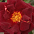 Roșu - Trandafir englezesti - Sir Edward Elgar
